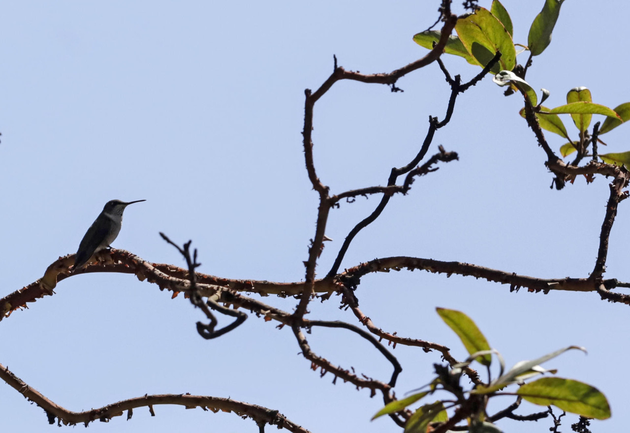 Santuario del colibrí. Foto EFE.