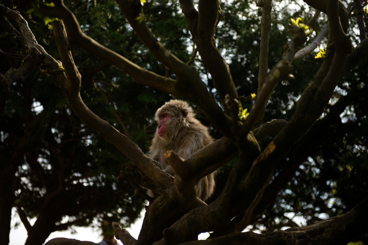 Macaco japonés. Foto: Unsplash.