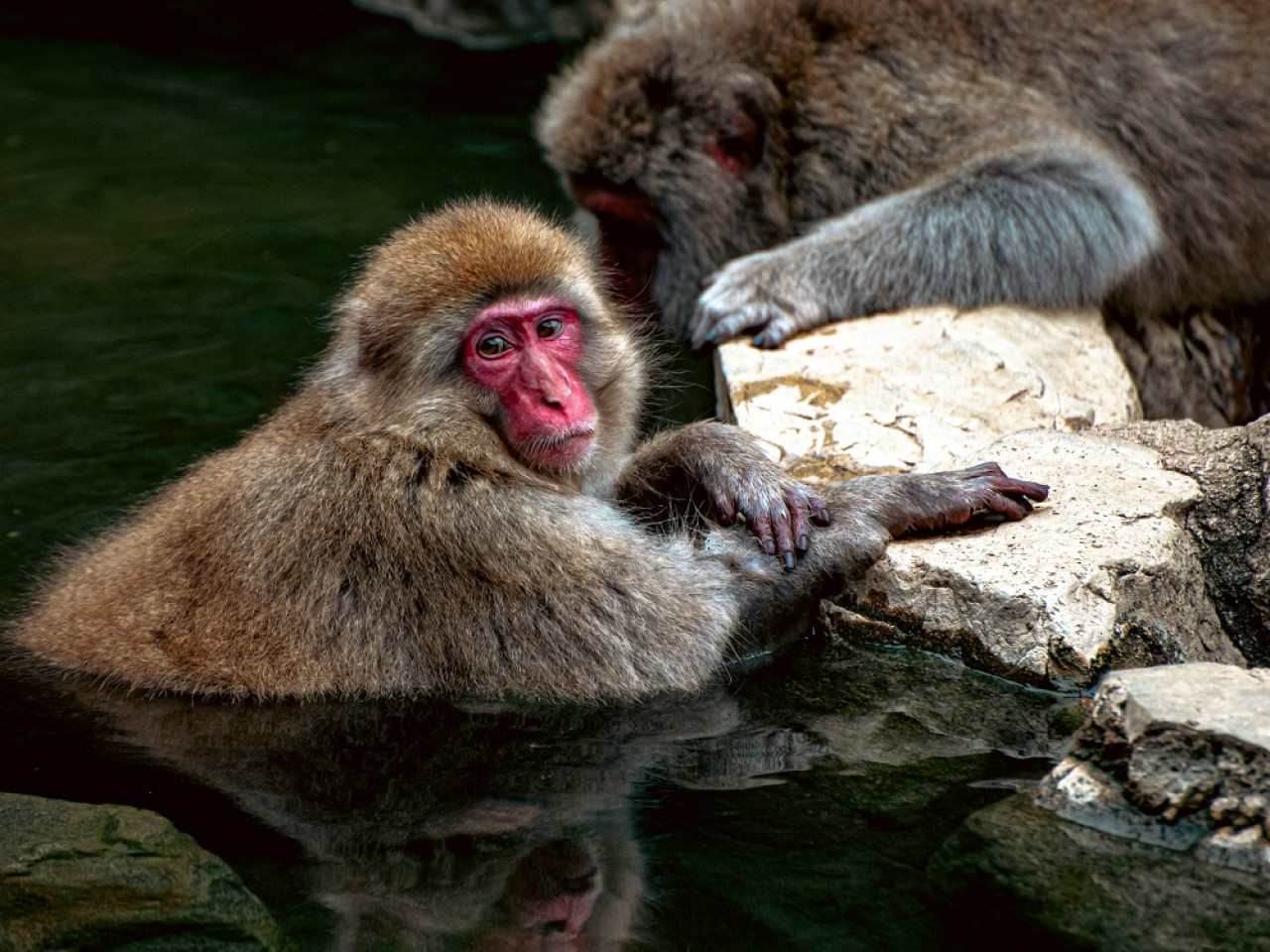 Macacos japoneses. Foto: Unsplash.