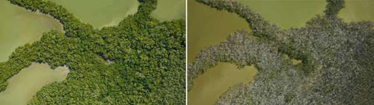 Imagen del Parque nacional de los Everglades (EE.UU). La imagen de la izquierda fue tomada en marzo de 2017. A la derecha fue tomada en diciembre del mismo año, tras el paso de un huracán. / NASA. EFE